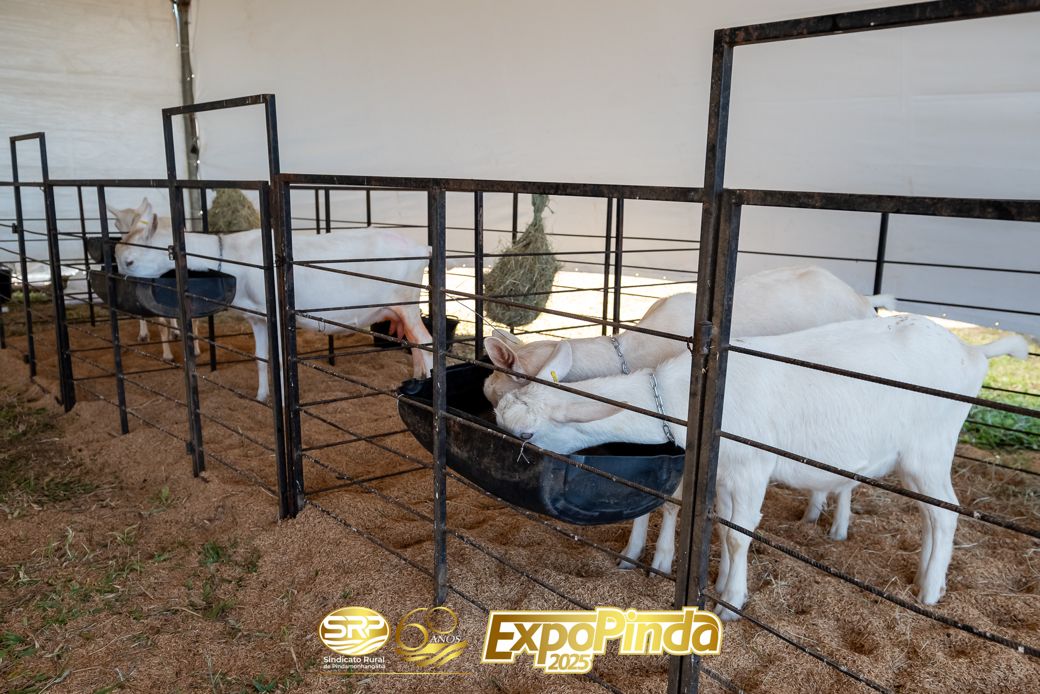 Animais-002