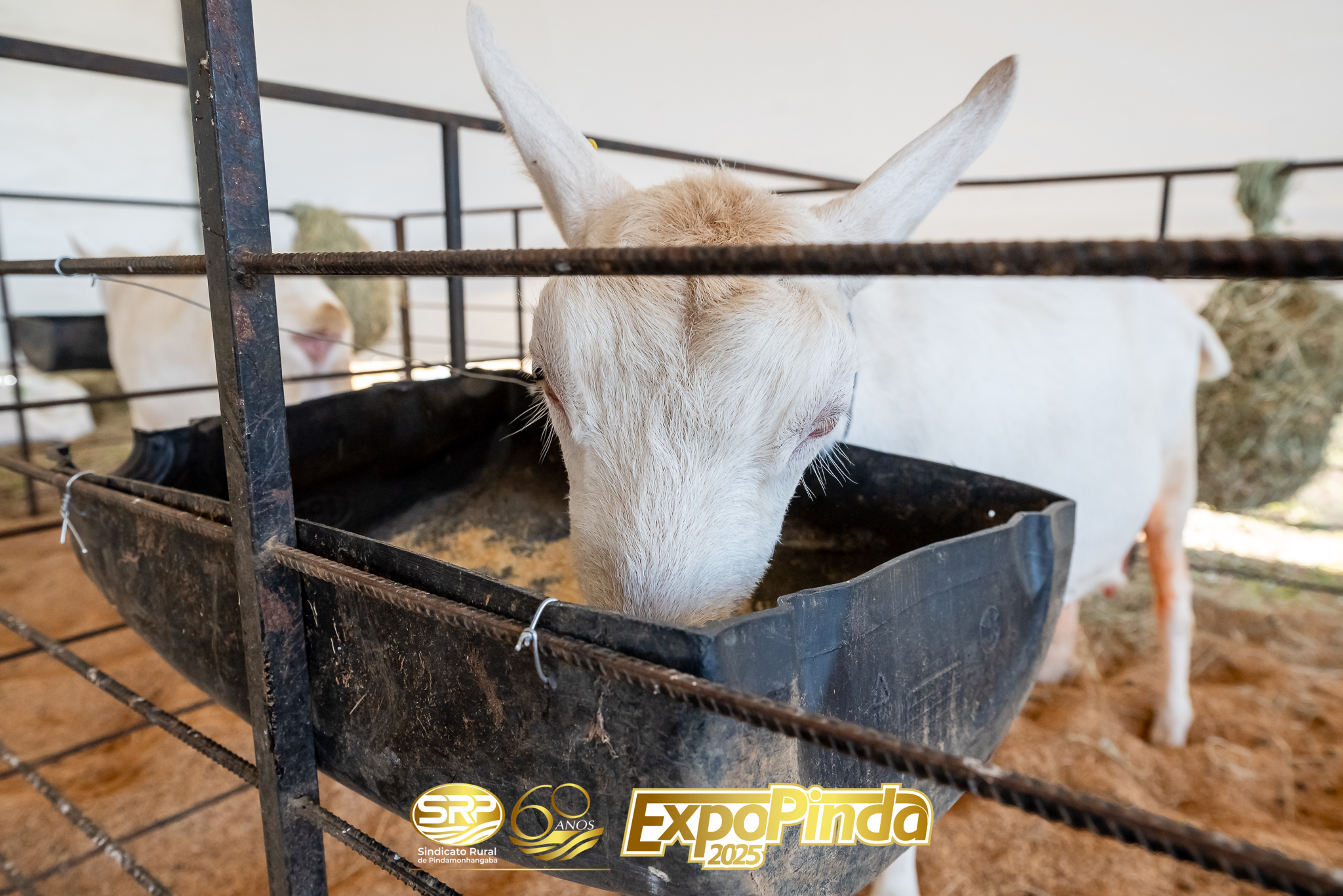 Animais-003