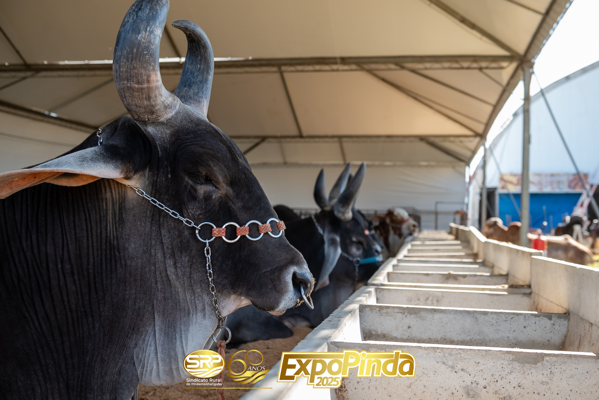 Animais-011