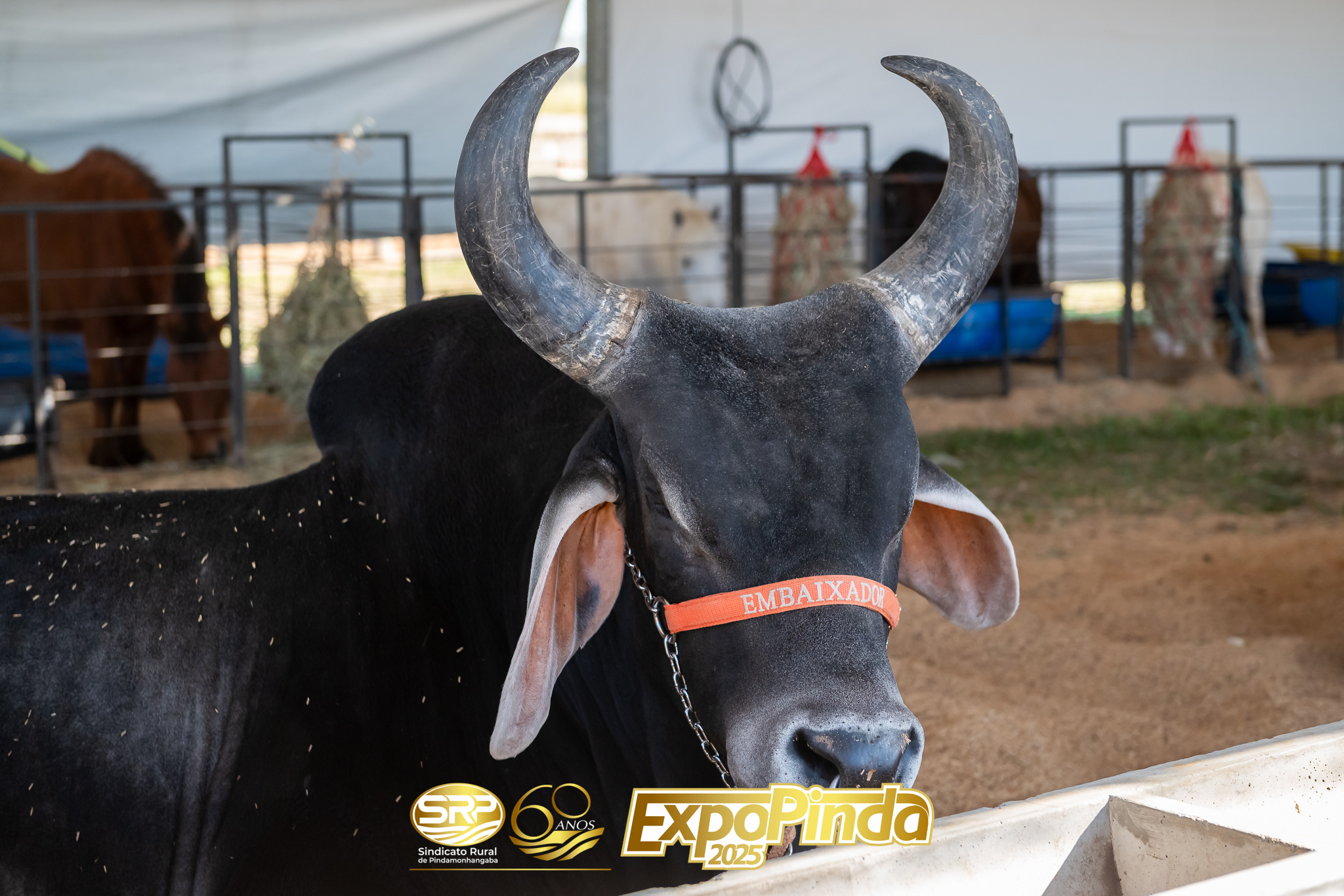 Animais-012