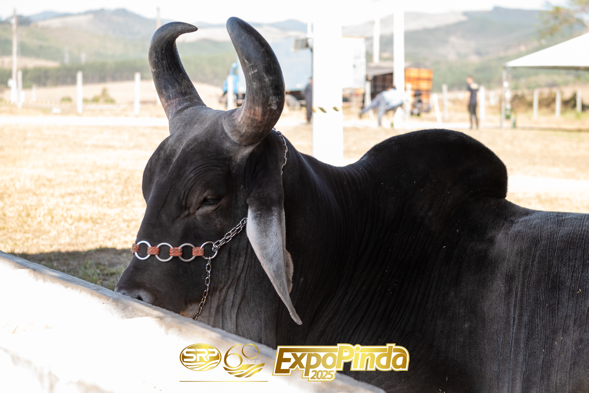 Animais-013