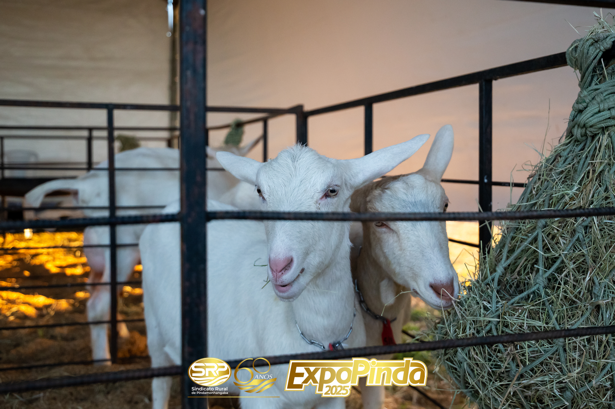 Animais-015