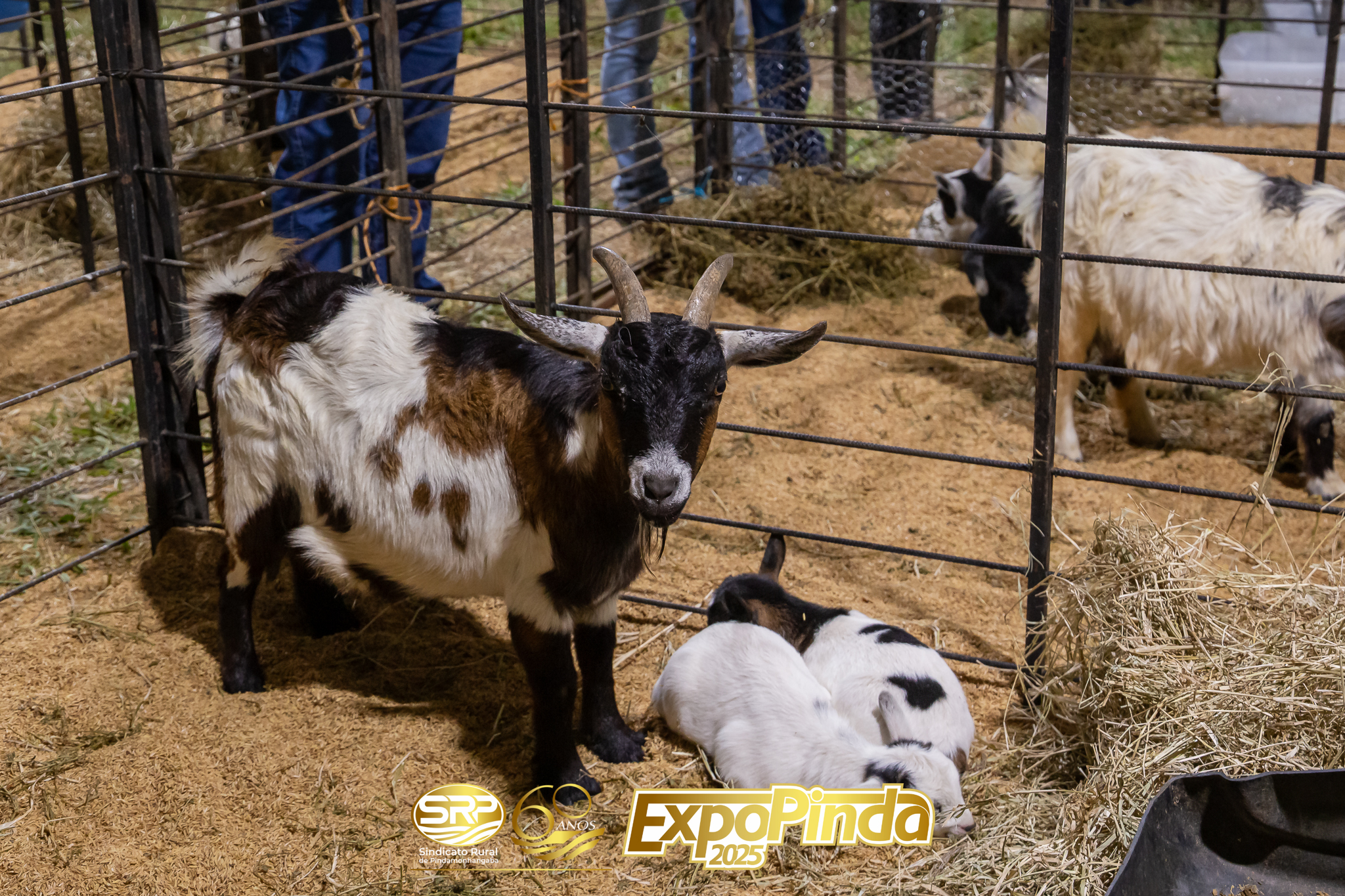 Animais-019