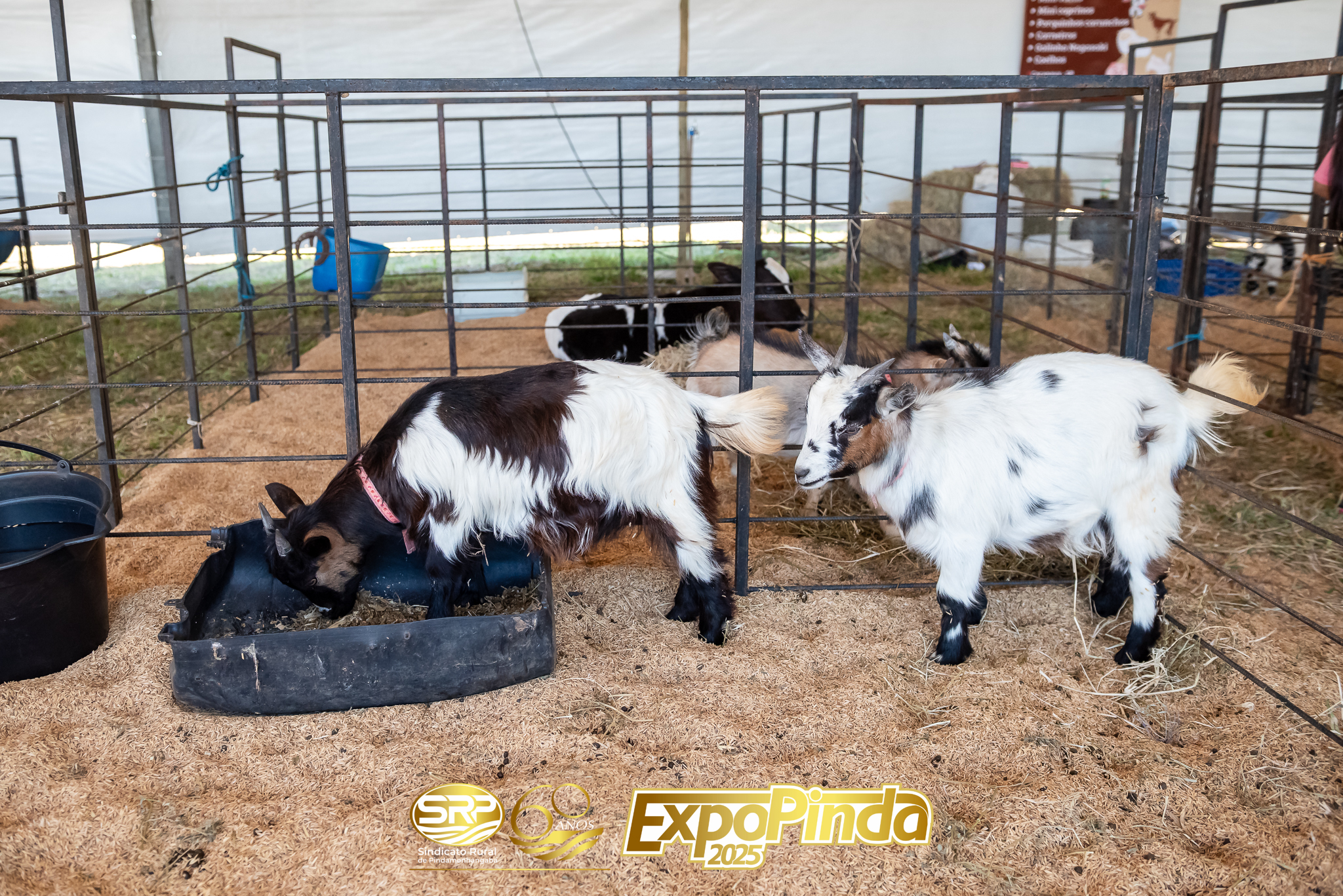Gerais-028