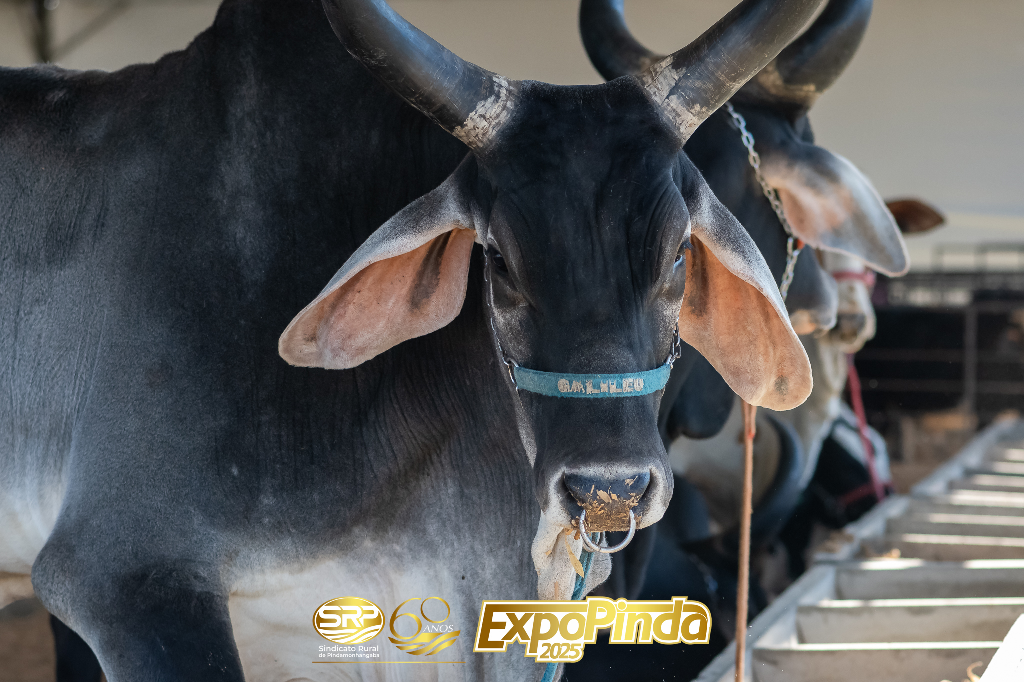 Gerais-041