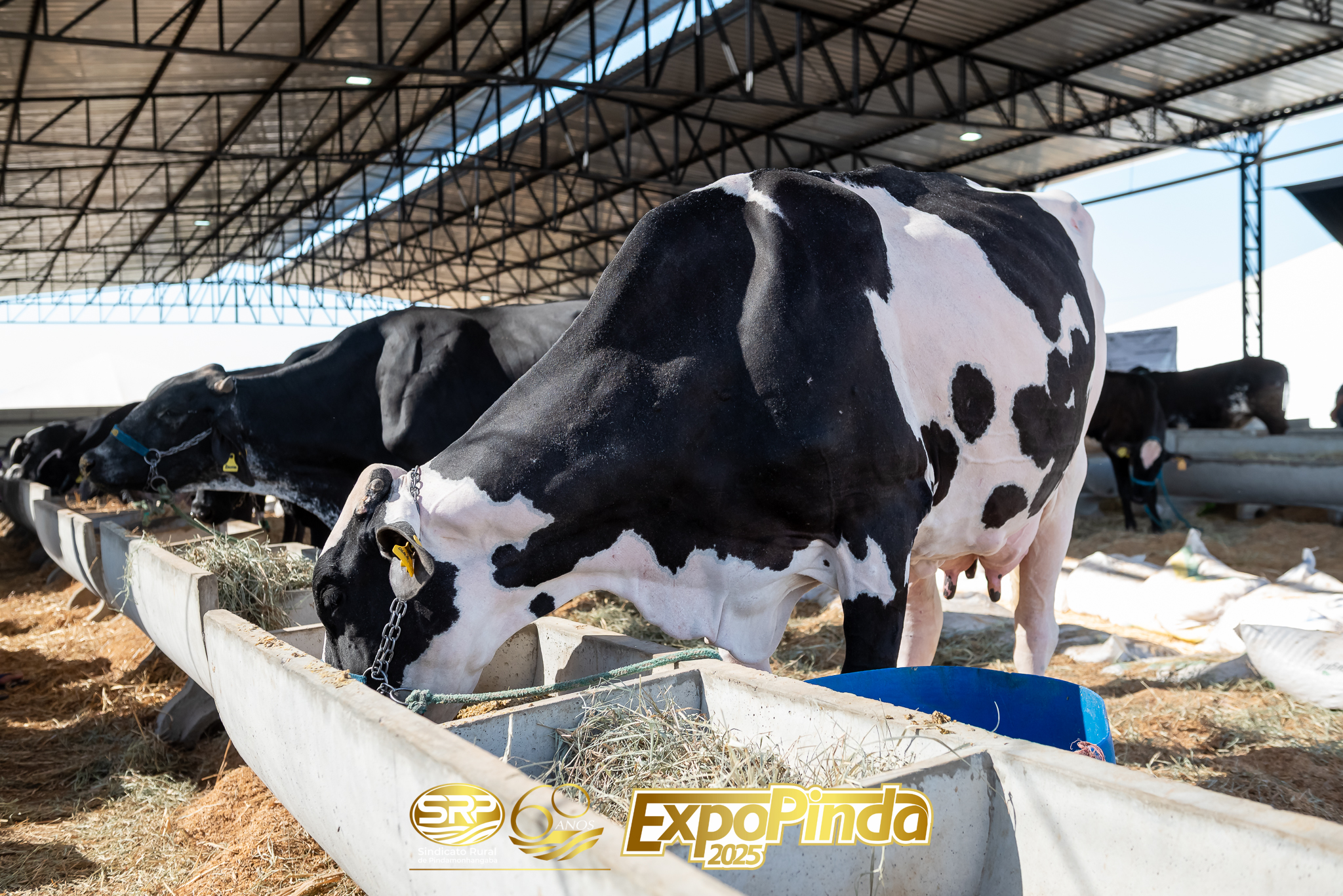 Leiteiro-003