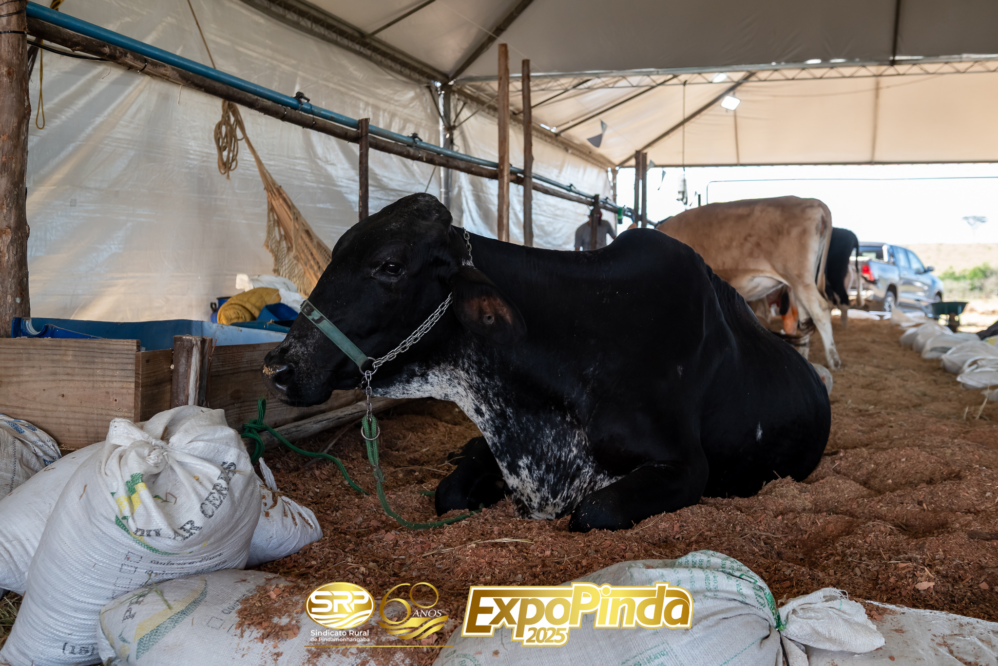 Leiteiro-004