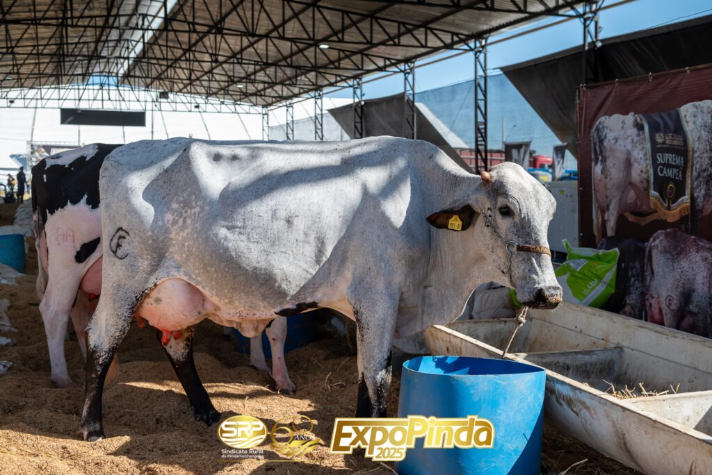 torneio leiteiro