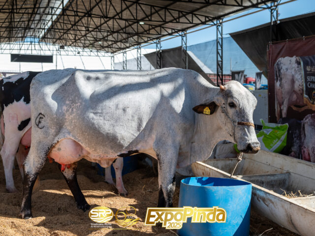 ExpoPinda 2025 supera expectativa