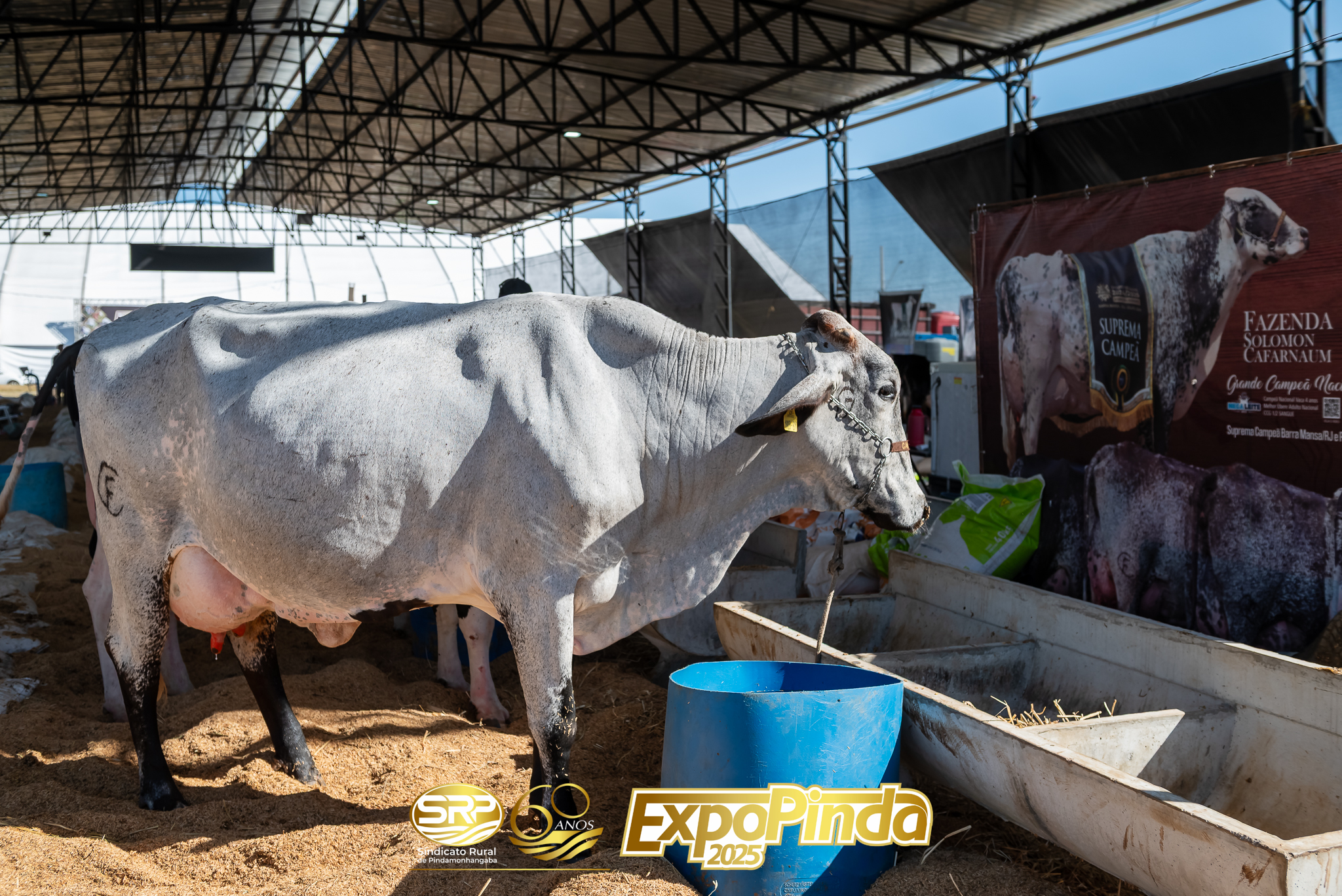 Leiteiro-008