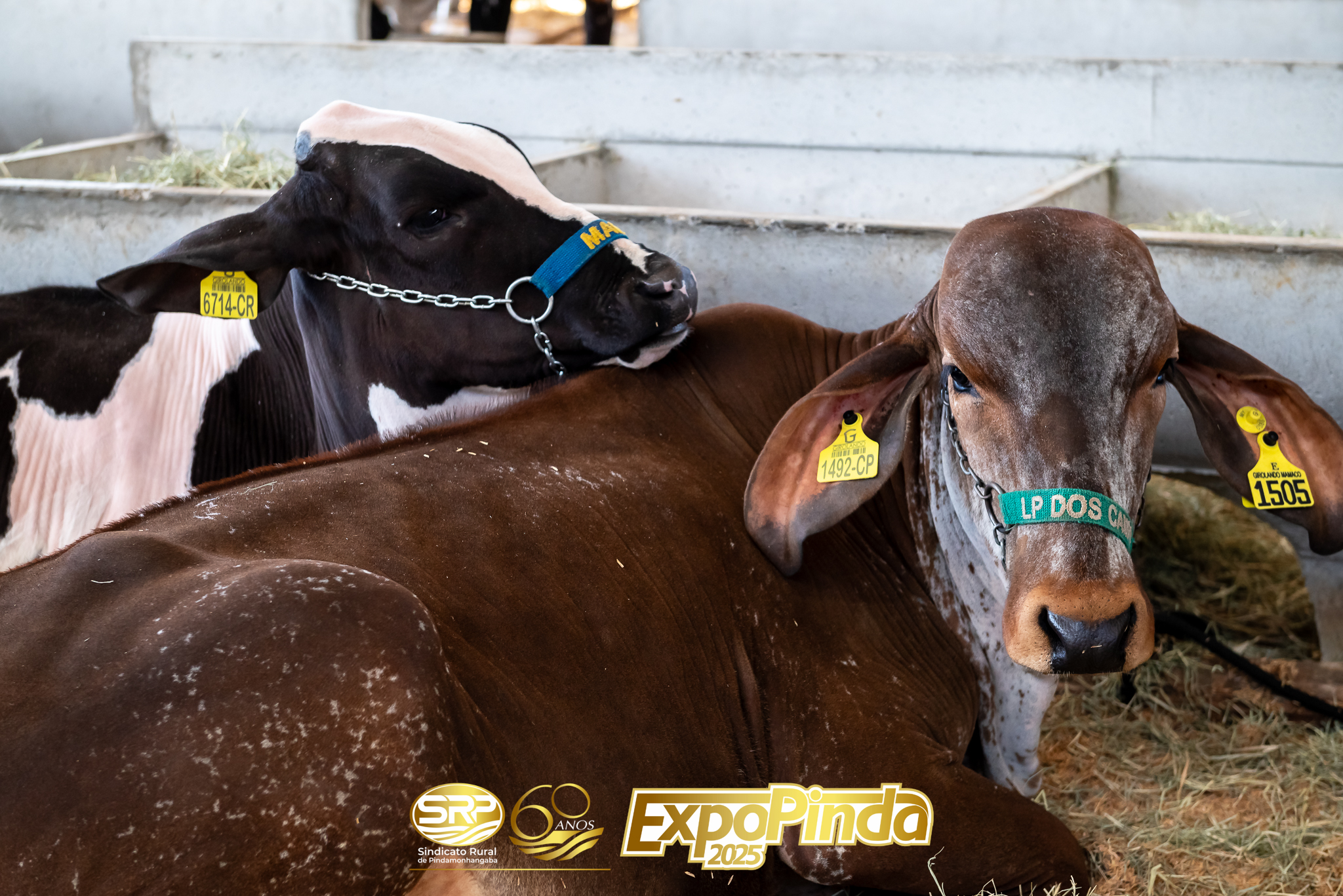 Leiteiro-011