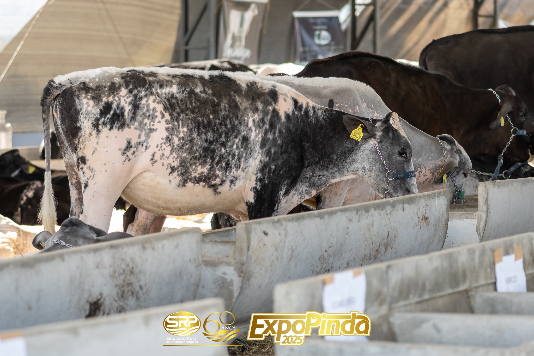 Leiteiro-012
