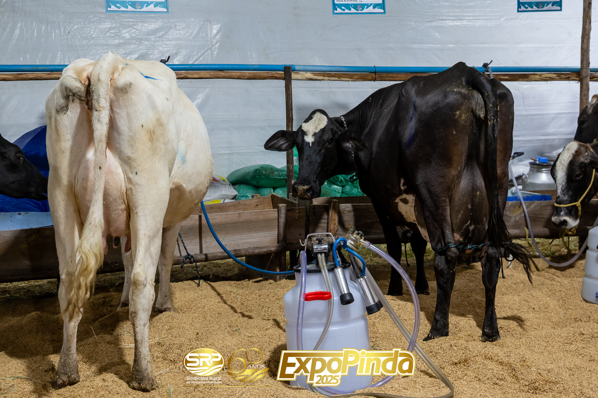 Leiteiro-022