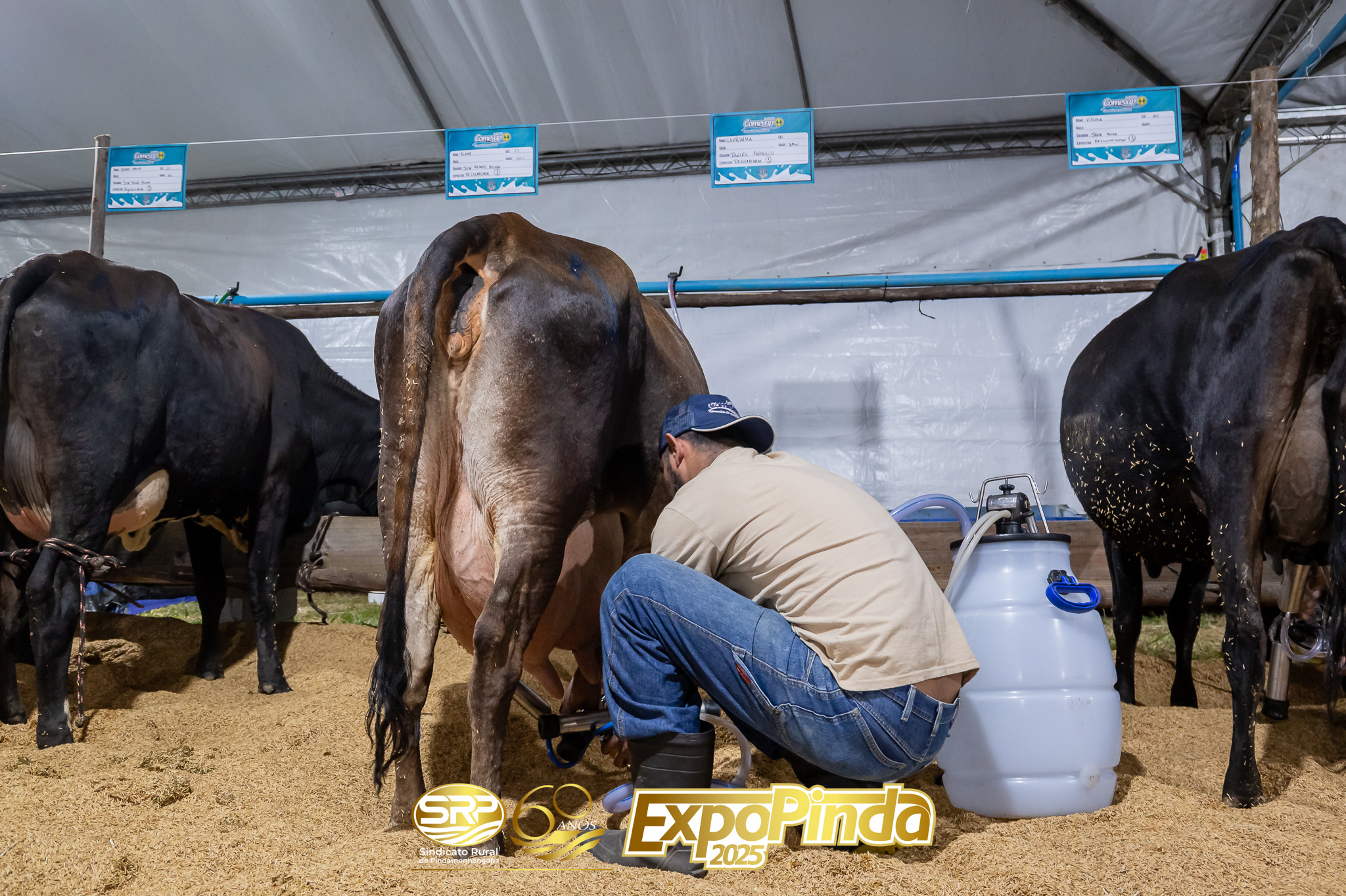 Leiteiro-023